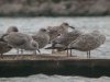 Caspian Gull at Paglesham Lagoon (Steve Arlow) (56760 bytes)